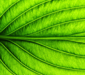 Green leaf texture macro closeup.