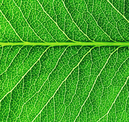 Leaf texture pattern for spring background.