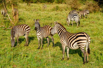 Fototapeta na wymiar Zebras (Hippotigris) at the Serengeti national park. Wildlife photo