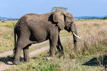 Fototapeta na wymiar African elephant (Loxodonta) at the Serengeti national park, Tanzania. Wildlife photo