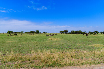Wildebeests (Connochaetes) at the Serengeti national park. Great migration. Wildlife photo