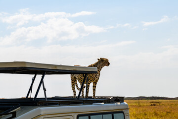 Young cheetah (Acinonyx jubatus) on roof of safari suv at the Serengeti national park, Tanzania. Wildlife photo © ihorbondarenko