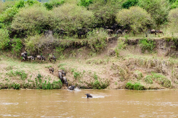 Wildebeests (Connochaetes) crossing Mara river at the Serengeti national park. Great migration. Wildlife photo