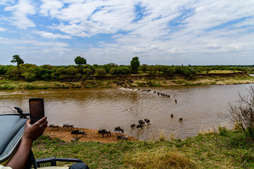 Wildebeests (Connochaetes) crossing Mara river at the Serengeti national park. Great migration. Wildlife photo