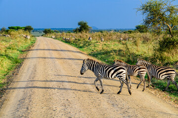 Fototapeta na wymiar Zebras (Hippotigris) at the Serengeti national park. Wildlife photo