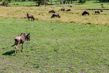 Wildebeests (Connochaetes) at the Serengeti national park. Great migration. Wildlife photo