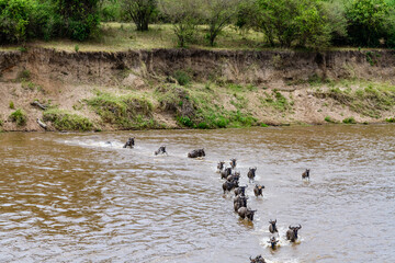 Wildebeests (Connochaetes) crossing Mara river at the Serengeti national park. Great migration. Wildlife photo
