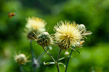 Thistle plant (Carduus) with yellow flowers