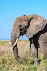 African elephant (Loxodonta) at the Serengeti national park, Tanzania. Wildlife photo