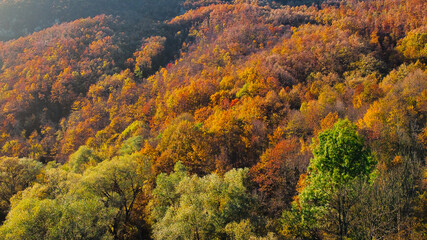 Beautiful autumnal colored forest trees from above