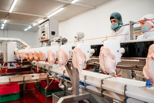 Meat processing plant. Production line of meat.Line for the production of meat with packaging and cutting . Industrial equipment at a meat factory.
