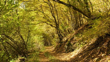 Der Herbstwald an einem Pfad nahe Etgert