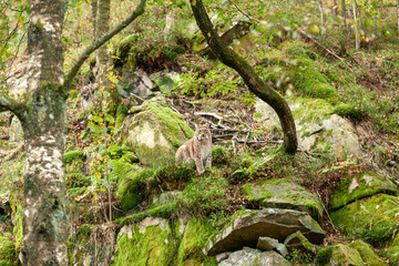 Wild cat Lynx (Lynx lynx) Bobcat on the cliff in the forest.