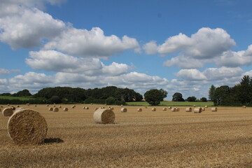 Fototapeta premium A field on a summer's day with hay bales in a field waiting to be harvested with blue sky and clouds in background, near Wakefield West Yorkshire in the UK