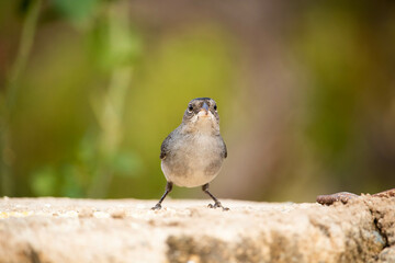 Tico tico rei cinza. The gray tico rei is a passerine of the Thraupidae family.