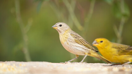 Canario da terra. The canary of the land Sicalis flaveola