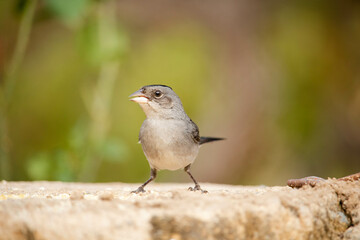 Tico tico rei cinza. The gray tico rei is a passerine of the Thraupidae family.