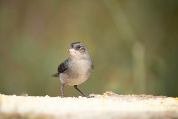 Tico tico rei cinza. The gray tico rei is a passerine of the Thraupidae family.