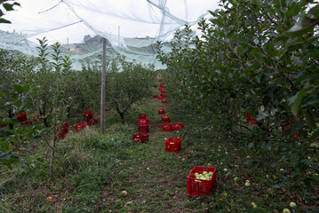 red crates of freshly picked Golden apples in intensive organic cultivation