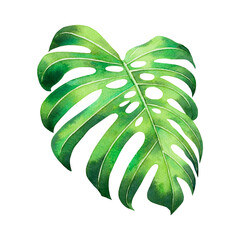 Naklejka na ściany i meble Watercolor painting monstera green leave isolated on white background.Watercolor hand painted illustration tropical exotic leaf for wallpaper Hawaii style pattern.With clipping path.