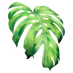 Watercolor painting monstera green leave isolated on white background.Watercolor hand painted illustration tropical exotic leaf for wallpaper  Hawaii style pattern.With clipping path. - obrazy, fototapety, plakaty