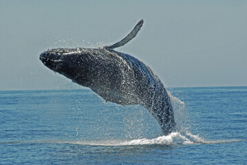 Fototapeta premium Breaching Humpback Whale in the Santa Barbara Channel, California