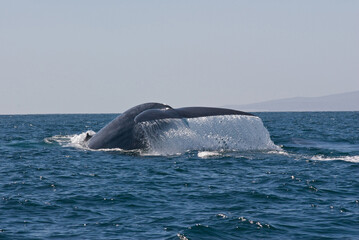 Blue Whale Diving in the Santa Barbara, Channel, California