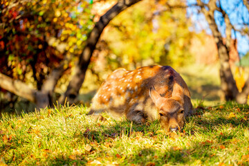 Beautiful sika deer in the autumn forest against the background of colorful foliage of trees. Fairy forest autumn landscape with wild animals.