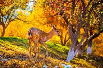 Beautiful sika deer in the autumn forest against the background of colorful foliage of trees. Fairy forest autumn landscape with wild animals.