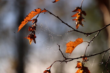 Magical morning dew drops