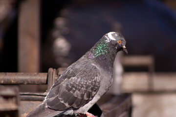 pigeon