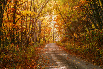 Road in autumn forest. Nature composition.