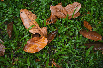 dry leaves in on the field in monsoon season