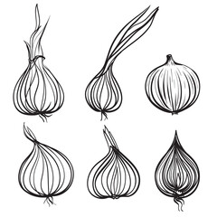 Onion set. Vector illustration. Line atr