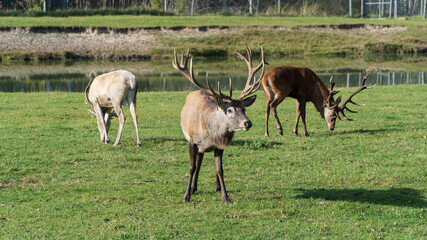 deer in the grass