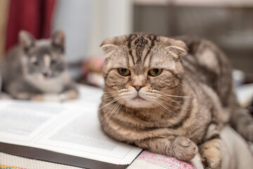 Serious, worried Scottish Fold cat lies on an open folder with documents, a kitten is resting in the background.