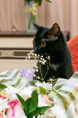 A black cat sniffs small white flowers in a bouquet.