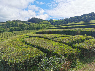 Fototapeta na wymiar tea fields on the azores