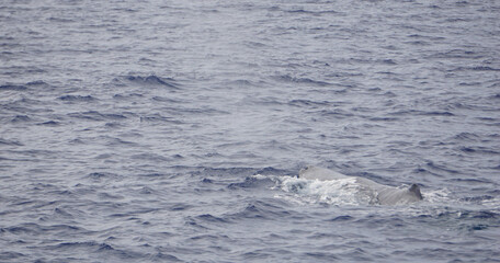 Fototapeta premium sperm whale in the atlantic ocean at the acores islands