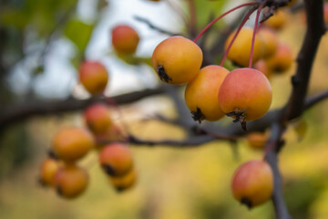 Yellow decorative and paradise apples on a branch of a tree.