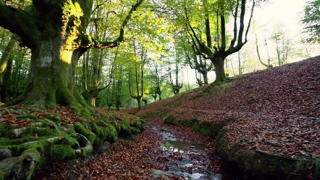 Colorful autumn at Otzarreta beech forest, Gorbea Natural Park, Basque country, Spain. High quality 4k footage