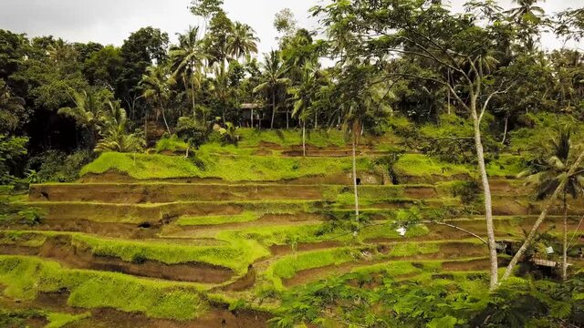 Bali Rice Field Drone Shot