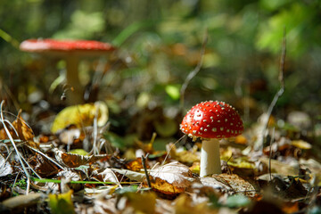 Fly agaric mushrooms in forest