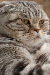 Portrait of a serious Scottish Fold cat, resting calmly. Close-up.