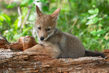 Coyote Pup (Canis latrans) Alone Looks Over Shoulder on Log Summer