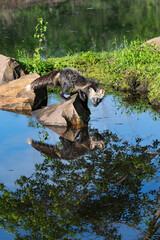 Fototapeta na wymiar Adult Cross Fox (Vulpes vulpes) Balances on Slanted Rock Looking Back Reflected Summer