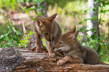 Obraz premium Coyote Pup (Canis latrans) Looks Down at Sibling on Log Summer