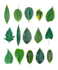 set of various leaves isolated on a white background. any kind of tropical leaves collection. various exotic leaves.