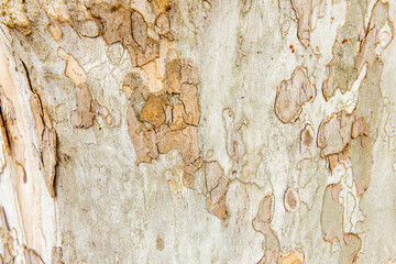 Platanus tree trunk texture background.