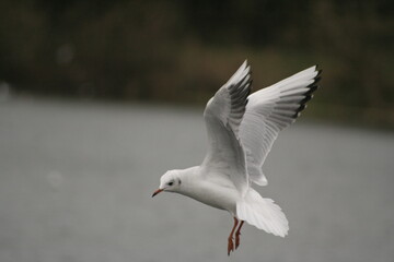 flying seagull bird in flight in the garden during sunny day in summer